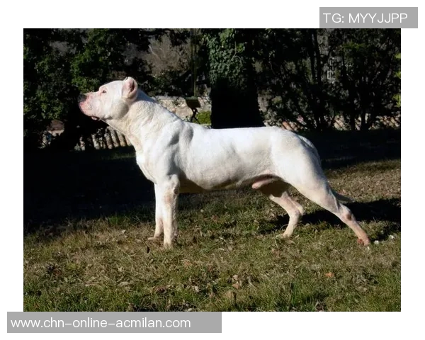 蒙特瑞与墨西哥老虎的巅峰对决谁能笑到最后